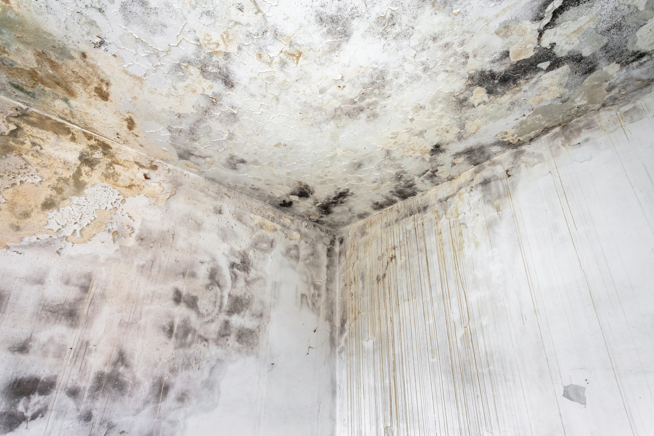 MOLD remedation